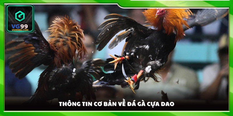 Giới thiệu bao quát về hình thức đá gà cựa dao